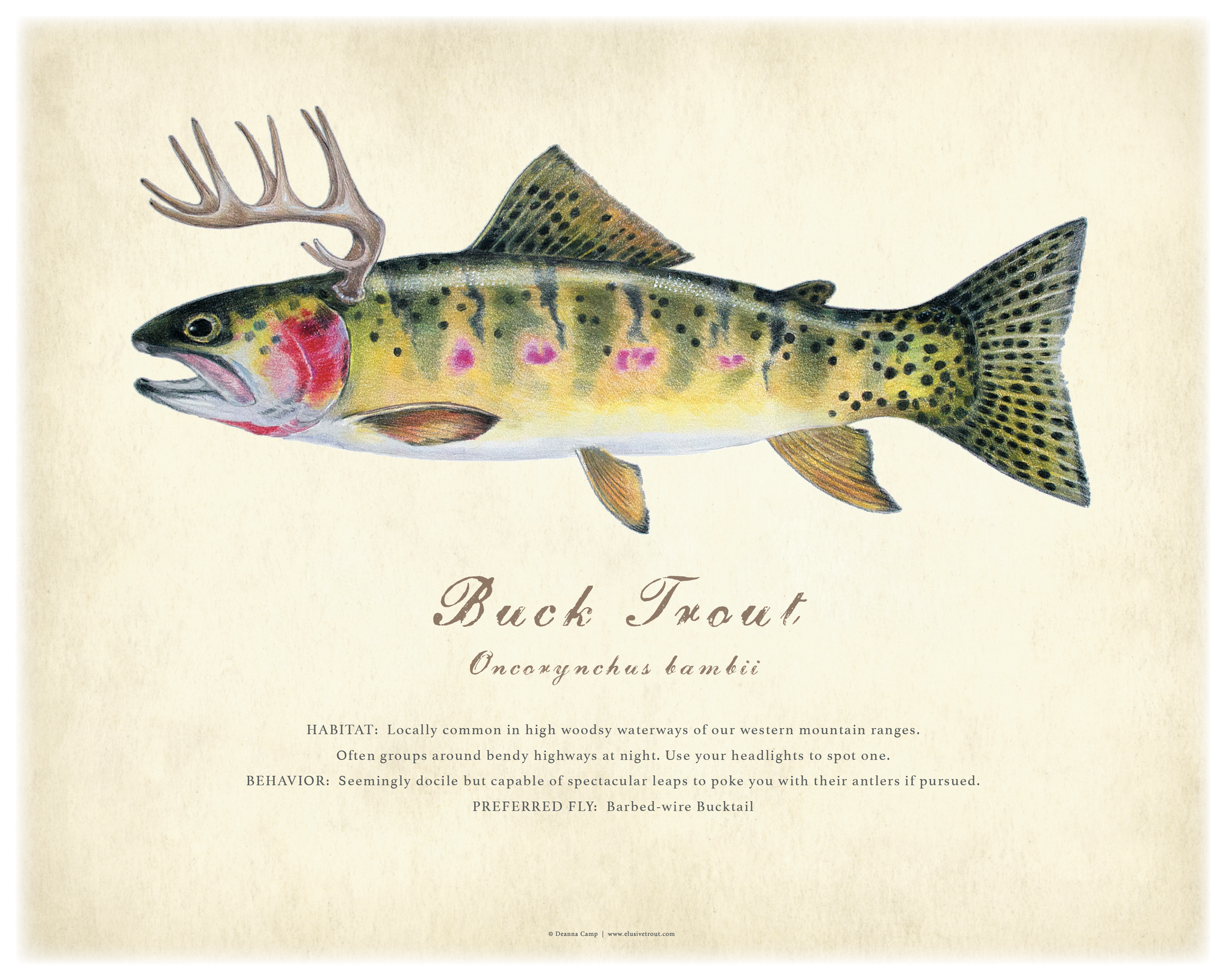 16" x 20" Buck Trout Giclée Print