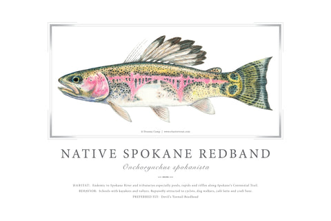 24" x 36" Native Redband Trout Giclée Print