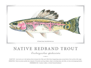 Native Spokane Redband  Print
